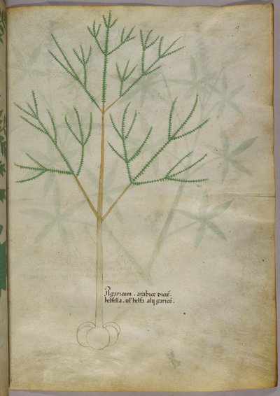 Botanisk illustration af en plante, ca. 1440 (blæk og farve på pergament) af Italian School