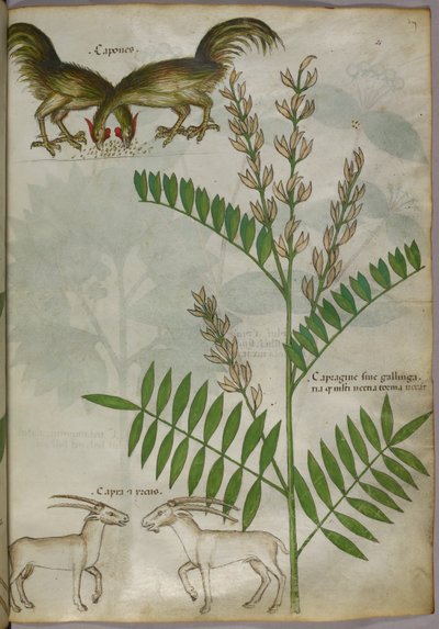 Botanisk illustration af en plante, to geder og to fugle, ca. 1440 (blæk og farve på pergament) af Italian School