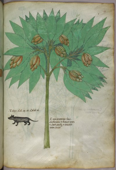 Botanisk illustration af en plante med et dyr, ca. 1440 (blæk og farve på pergament) af Italian School
