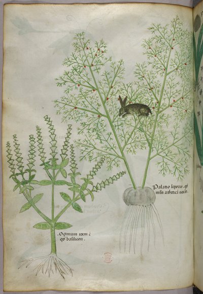 Botanisk illustration af en sød basilikumplante [ocimum] og en hare blandt asparges [palatio leporis], ca. 1440 (blæk og farve på pergament) af Italian School