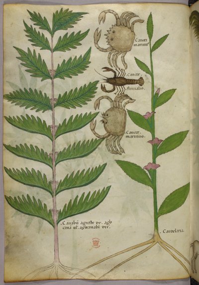 Botanisk illustration af krabber og en skorpion, ca. 1440 (blæk og farve på pergament) af Italian School