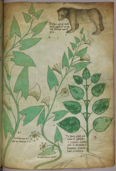 Botanisk illustration af en plante med en bjørn, ca. 1440 (blæk og farve på pergament) af Italian School