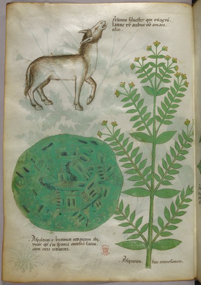 Botanisk illustration af plante med hest, ca. 1440 (blæk og farve på pergament) af Italian School