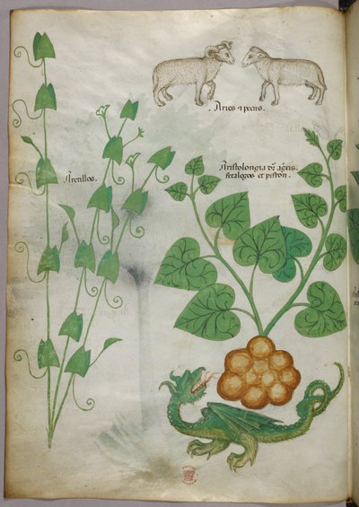 Botanisk illustration af planter, en drage og får, ca. 1440 (blæk og farve på pergament) af Italian School