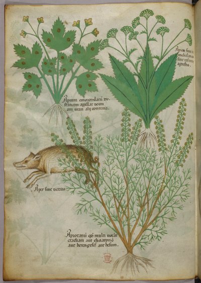 Botanisk illustration af planter og et vildsvin, ca. 1440 (blæk og farve på pergament) af Italian School