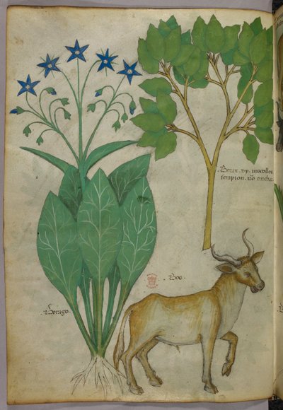 Botanisk illustration af planter og en tyr, ca. 1440 (blæk og farve på pergament) af Italian School