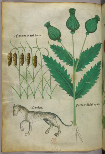 Botanisk illustration af planter og en panter, ca. 1440 (blæk og farve på pergament) af Italian School