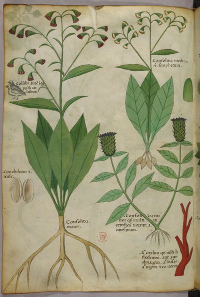 Botanisk illustration af planter og koraller med en slange og en hjort, ca. 1440 (blæk og farve på pergament) af Italian School