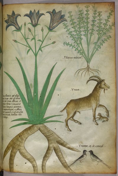 Botanisk illustration af planter, fugle og geder, ca. 1440 (blæk og farve på pergament) af Italian School