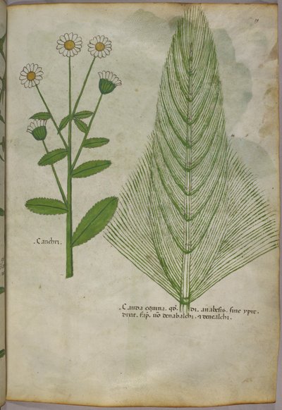 Botanisk illustration af planter, ca. 1440 (blæk og farve på pergament) af Italian School