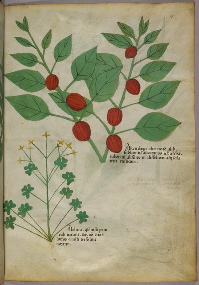 Botanisk illustration af planter, ca. 1440 (blæk og farve på pergament) af Italian School