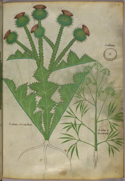 Botanisk illustration af planter, ca. 1440 (blæk og farve på pergament) af Italian School