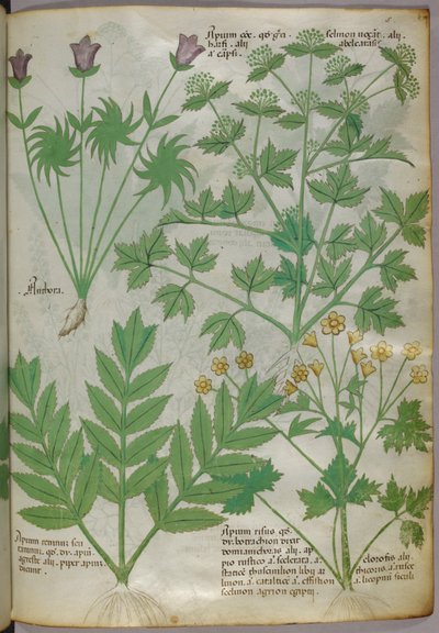 Botanisk illustration af planter, ca. 1440 (blæk og farve på pergament) af Italian School