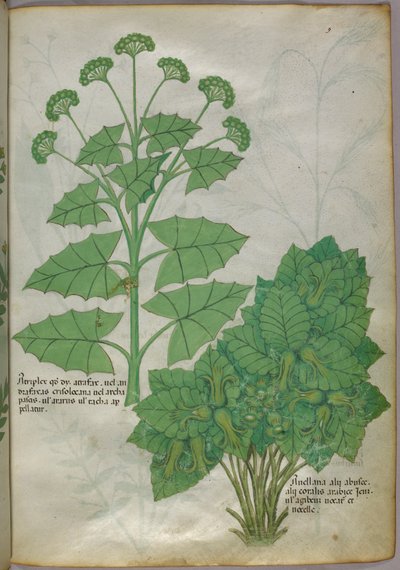 Botanisk illustration af planter, ca. 1440 (blæk og farve på pergament) af Italian School