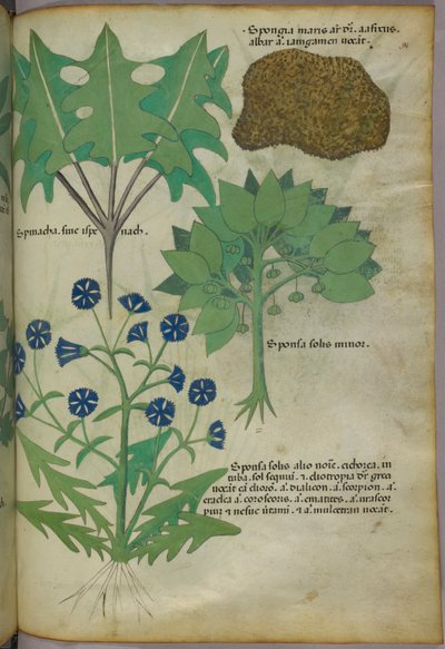 Botanisk illustration af planter, herunder en svamp, ca. 1440 (blæk og farve på pergament) af Italian School