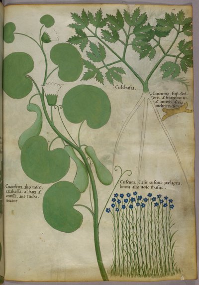 Botanisk illustration af planter, herunder blomster, ca. 1440 (blæk og farve på pergament) af Italian School