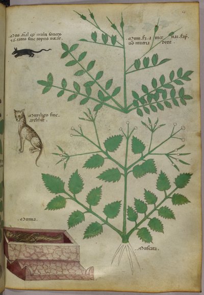 Botanisk illustration af planter med en leopard, en mus og et lig, ca. 1440 (blæk og farve på pergament) af Italian School