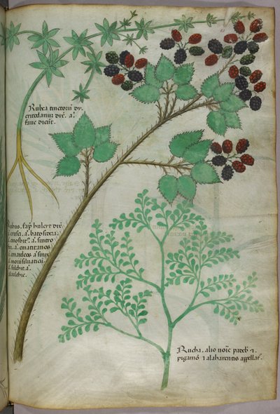 Botaniske illustrationer af krappebær [rubea]; brombær [rubus]; rue [ruta], ca. 1440 (blæk og farve på pergament) af Italian School