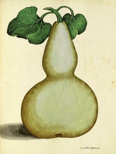 Calabash af Ulisse Aldrovandi af Italian School