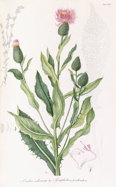 Cardus cichoraceus og Gnaphalium pendululare, 1811-1838 af Italian School