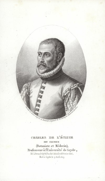 Carolus Clusius af Italian School
