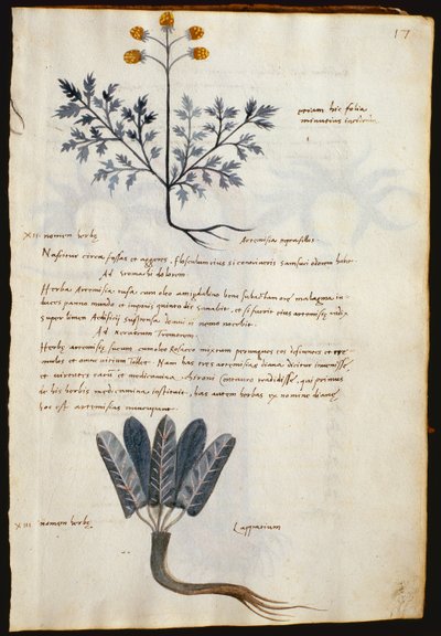 Torsk. 2377 Artemisia og lapparium, lægeplanter fra en 