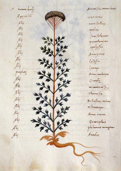 Torsk. 2377 Artemisia, lægeplante fra en 