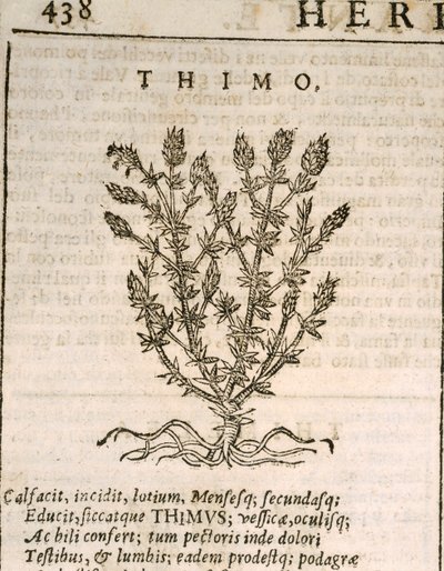 Almindelig timian (Thymus vulgaris), gravering af Castore Durante af Italian School