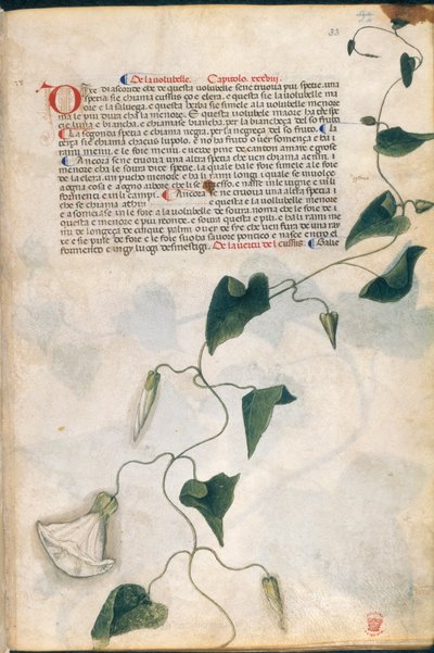 Convolvulus Plant, illustration fra 