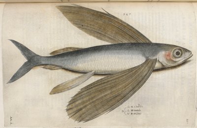 Flyvende fisk, illustration fra 