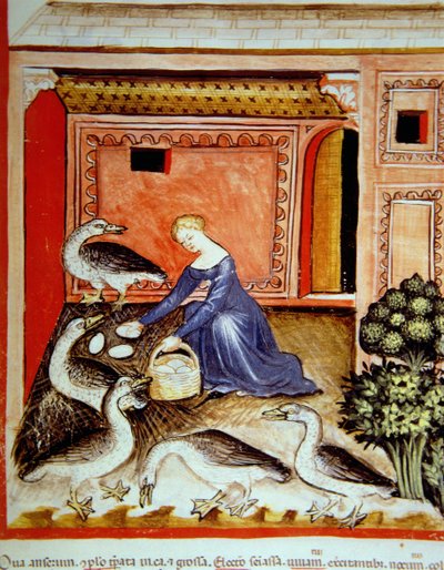 Fol.66r opdrætsgæs, illustration fra Tacuinum Santiatis Codex Vindobonensis af Italian School