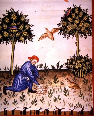 Fol.66v Samler agerhøneæg, illustration fra 