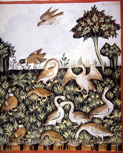 Fol.69v Ænder og gæs, illustration fra 