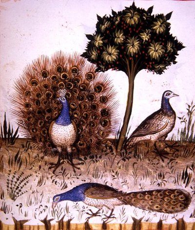 Fol.70r Peacocks, illustration fra 