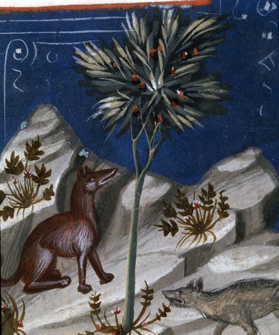 Ræv og en ulv, illustration fra "Codex Justianus", 1350 af Italian School
