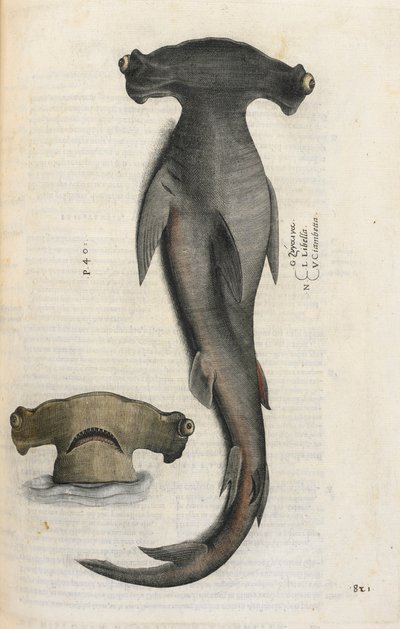 Hammerhaj, illustration fra 