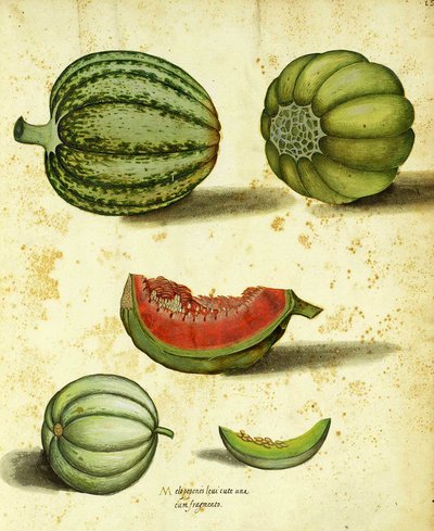 Heirloom Squash af Ulisse Aldrovandi af Italian School