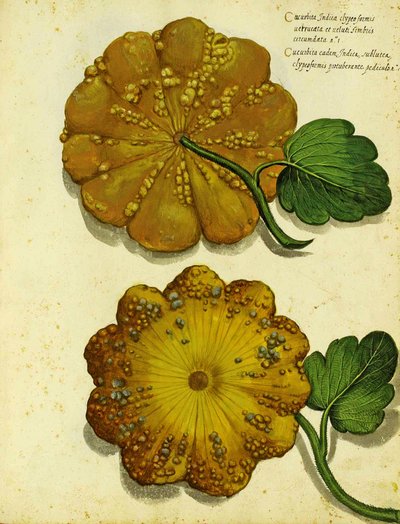 Heirloom Squash af Ulisse Aldrovandi af Italian School