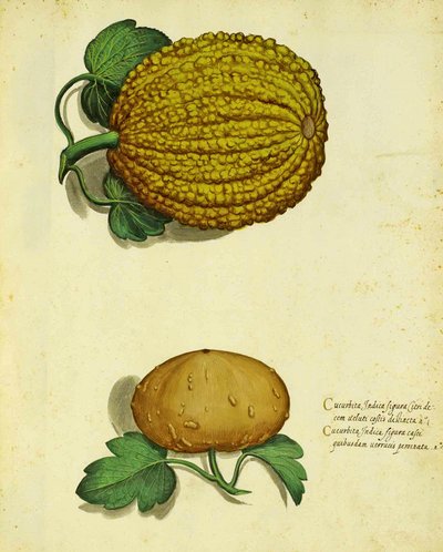 Heirloom Squash af Ulisse Aldrovandi af Italian School