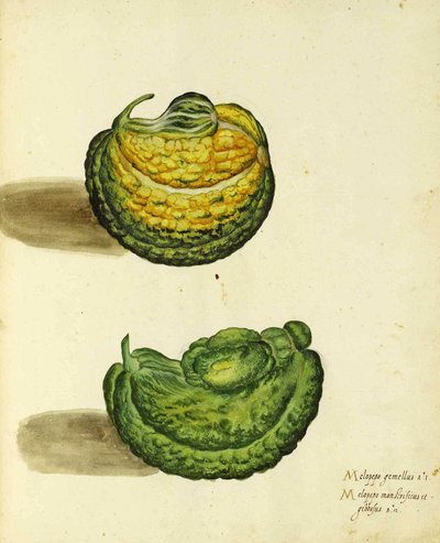 Heirloom Squash af Ulisse Aldrovandi af Italian School