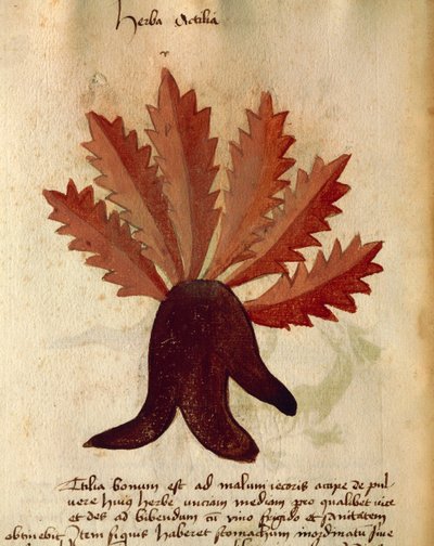 Herba Actila af Italian School