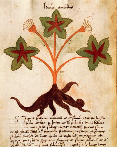 Herba Antolas af Italian School