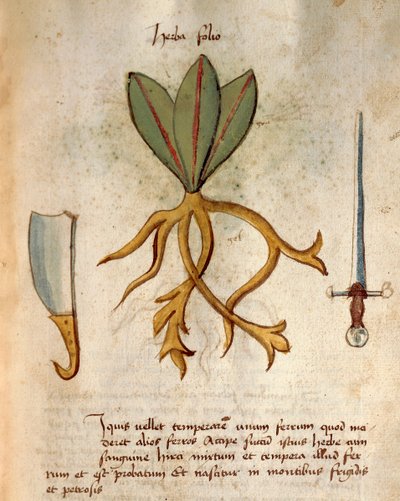 Herba Folio af Italian School
