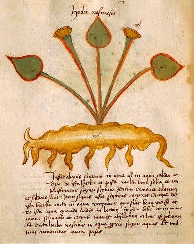 Herba Nasturzio af Orgione Rizzardo af Italian School