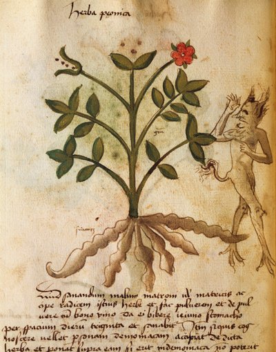 Herba Peonica af Italian School
