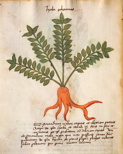 Herba Poleximos af Italian School