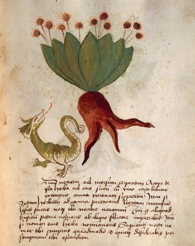 Herba Vermicularia af Italian School