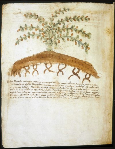 Herbarium fra det 14. århundrede. Riminis kommunale bibliotek. af Italian School