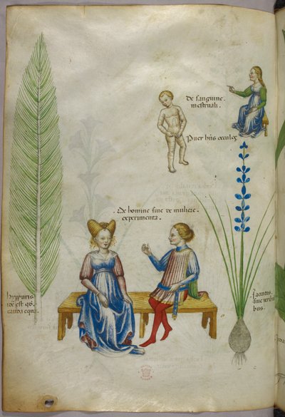 Illustration af agerpadderok [hyppuris] og iris [ jacintus]; figurer, der repræsenterer aspekter af den menneskelige seksualitet, ca. 1440 (blæk og farve på pergament) af Italian School