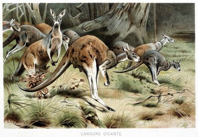 In La vita degli animalidani af Italian School